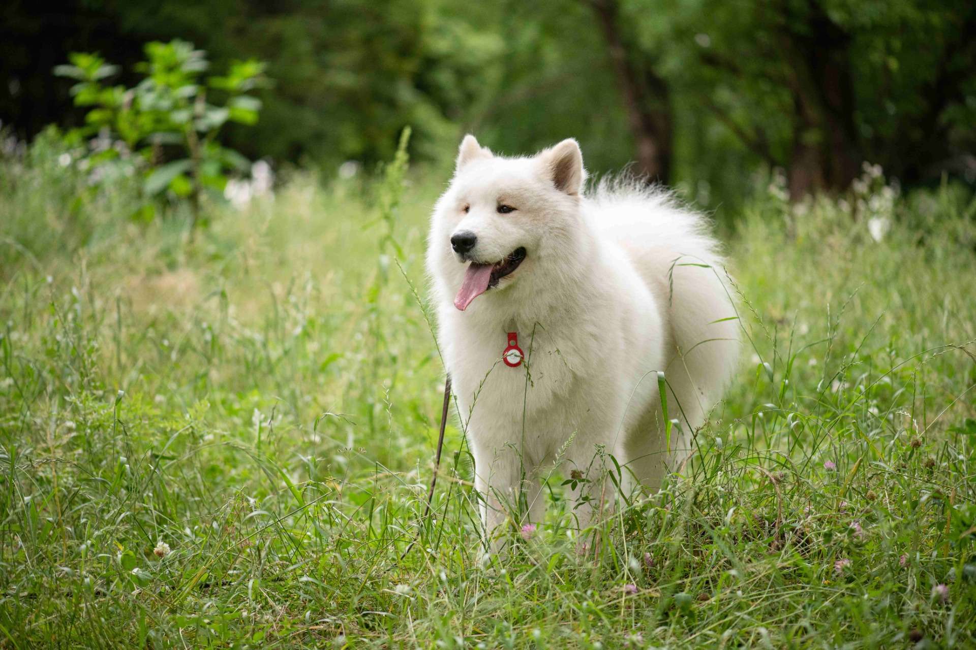 アニマルフォトグラフ